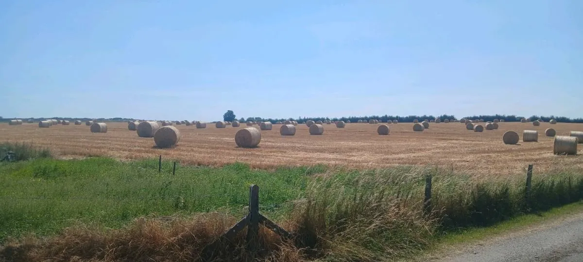 Barley straw - Image 1