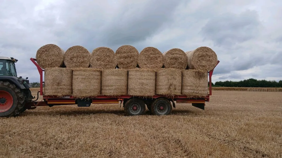 Barley straw - Image 2