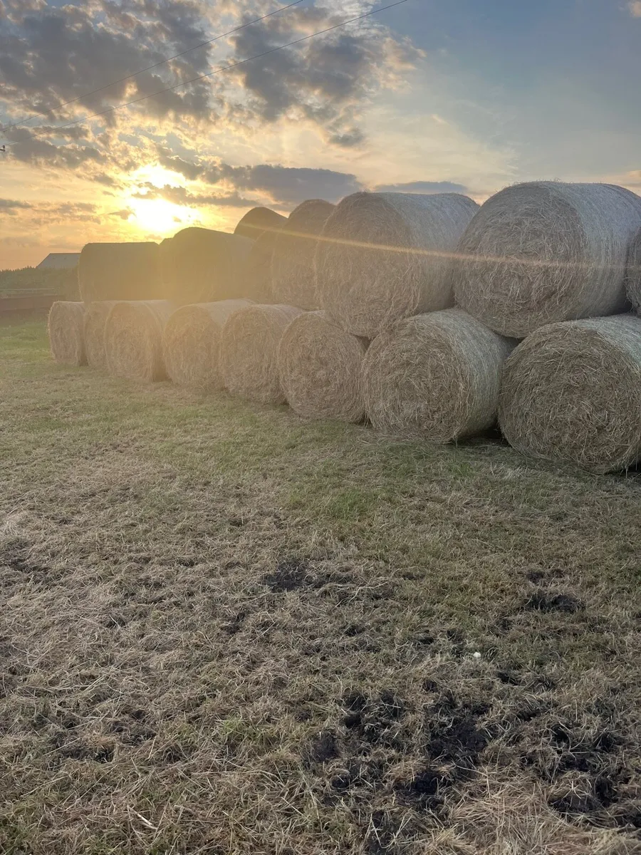 Hay excellent quality - Image 2