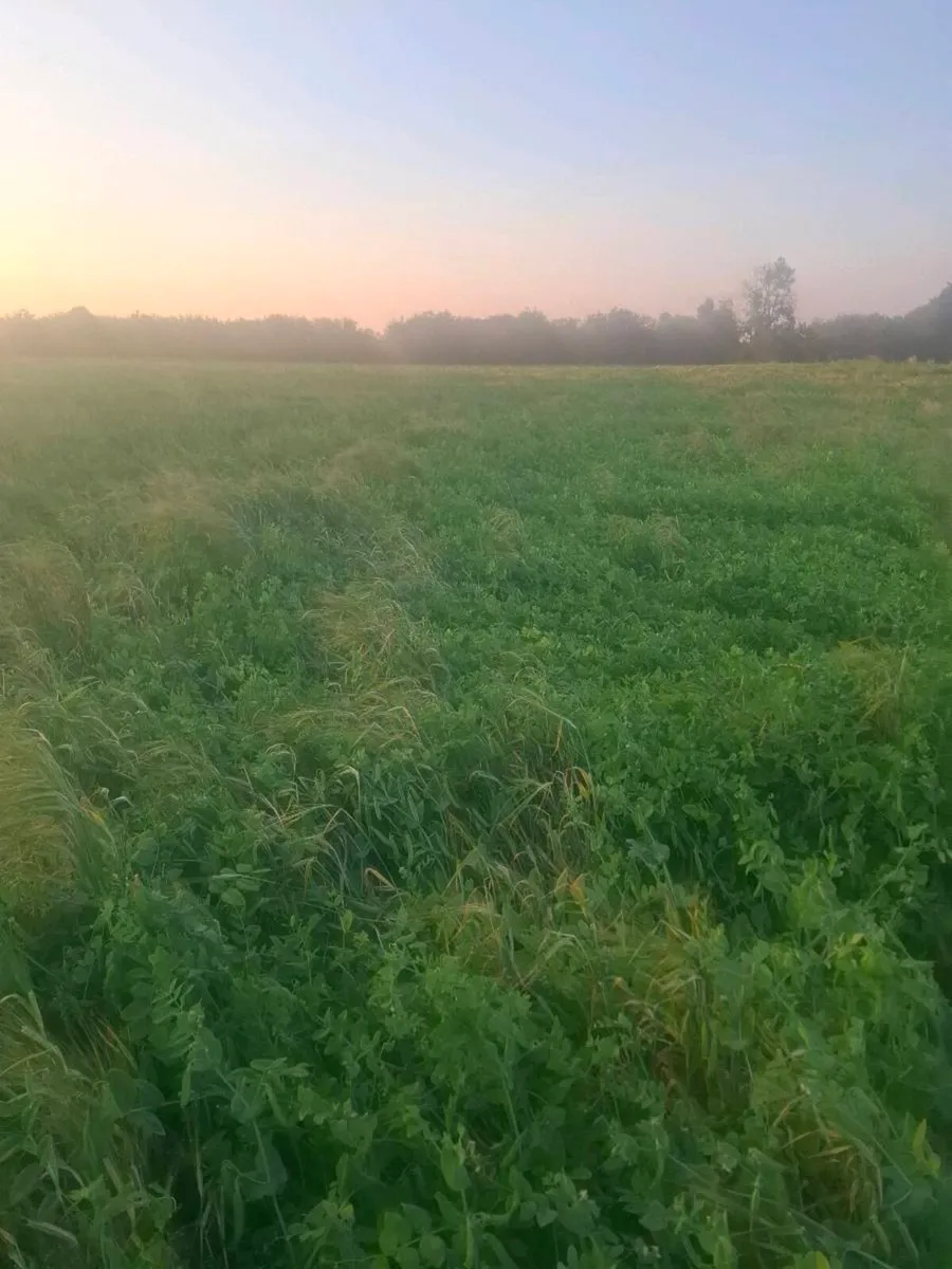 Whole crop - Image 2