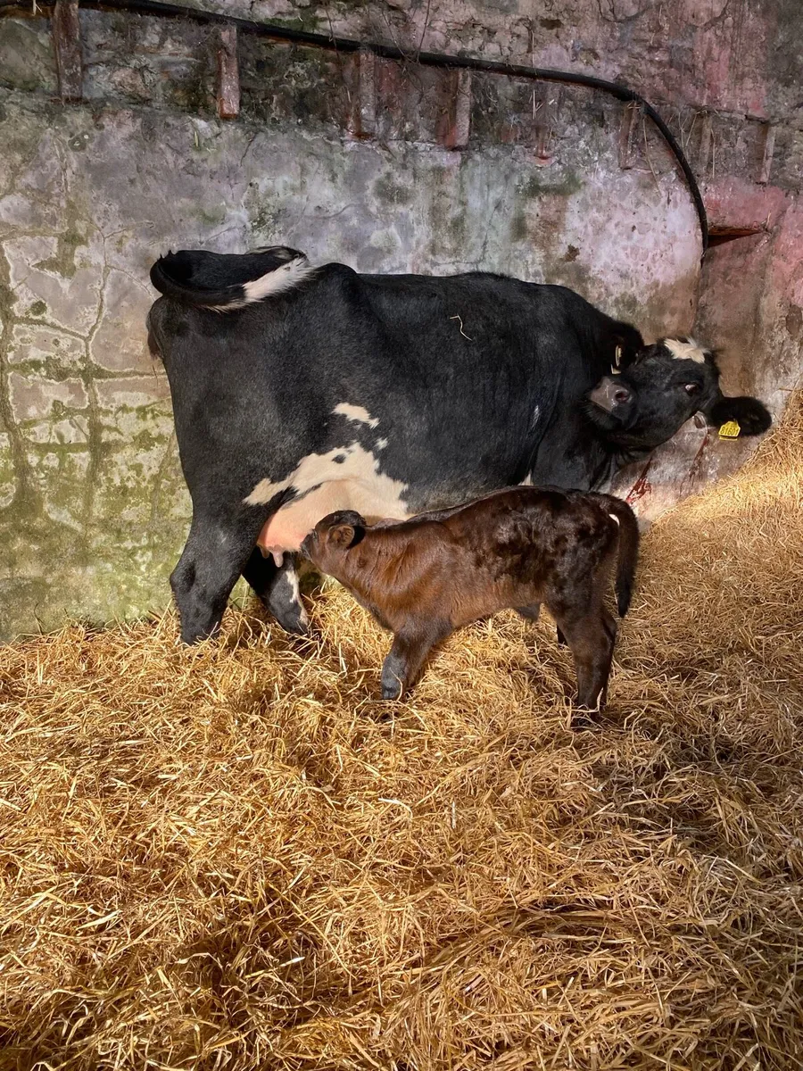 🌟FRESHLY CALFED HEIFER 🌟 - Image 1