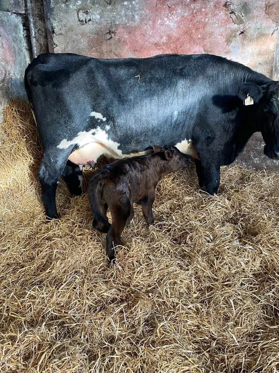 🌟FRESHLY CALFED HEIFER 🌟 - Image 3