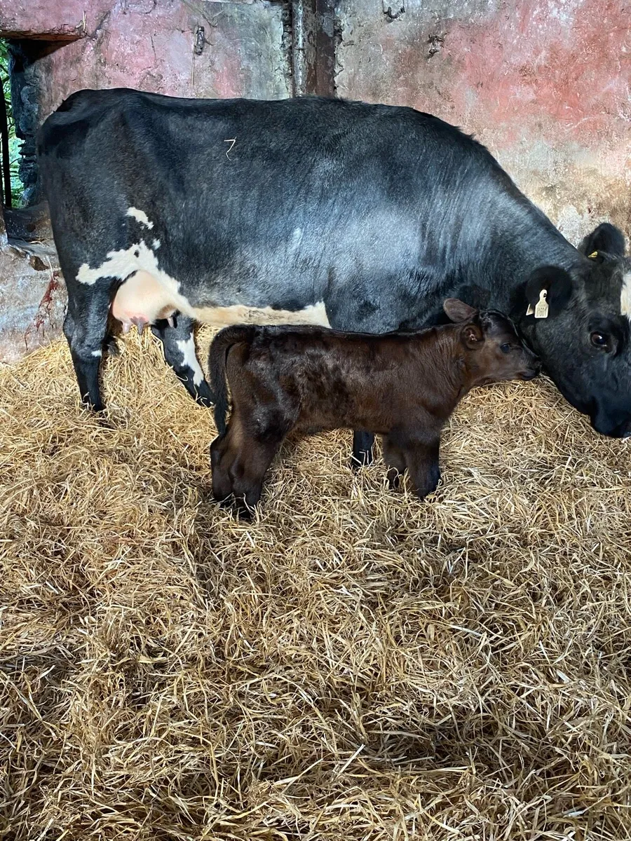 🌟FRESHLY CALFED HEIFER 🌟 - Image 2
