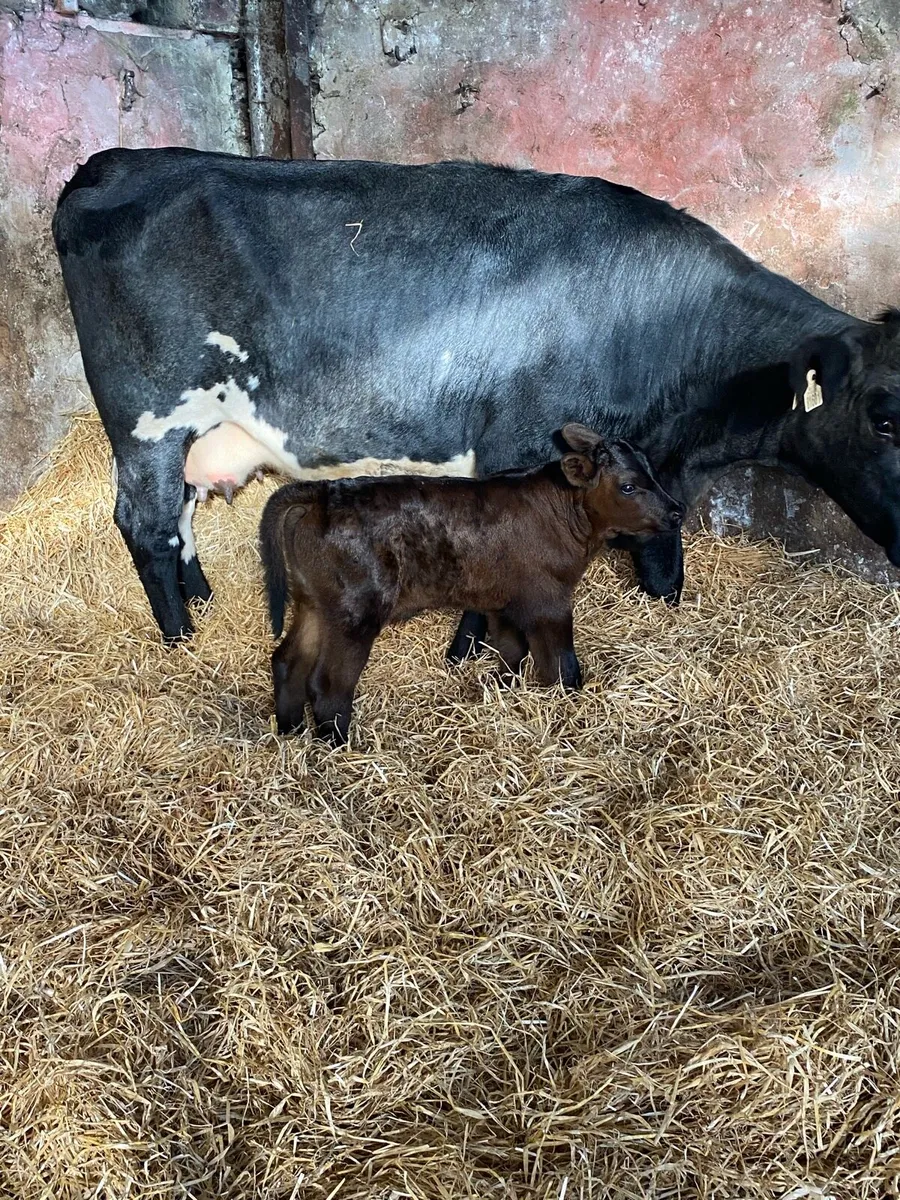 🌟FRESHLY CALFED HEIFER 🌟 - Image 4