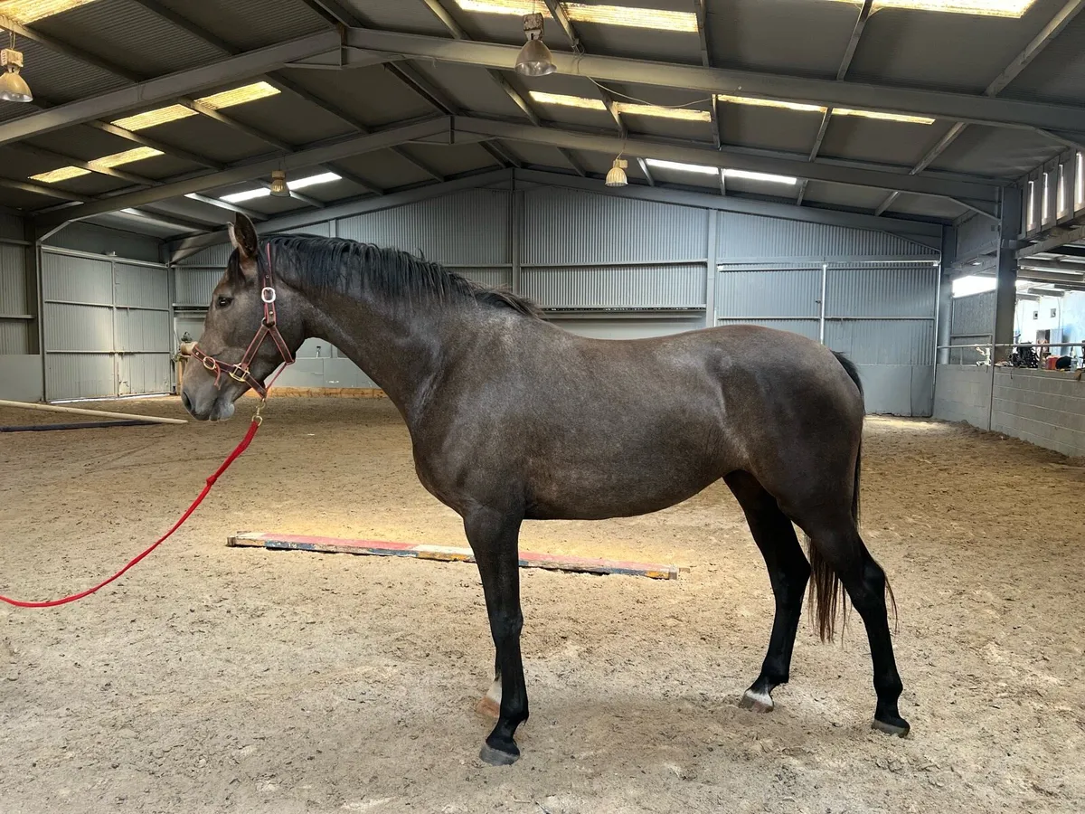 3 year old Numero cruise x Mermus R filly - Image 1