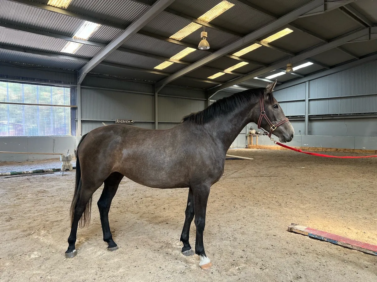 3 year old Numero cruise x Mermus R filly - Image 2
