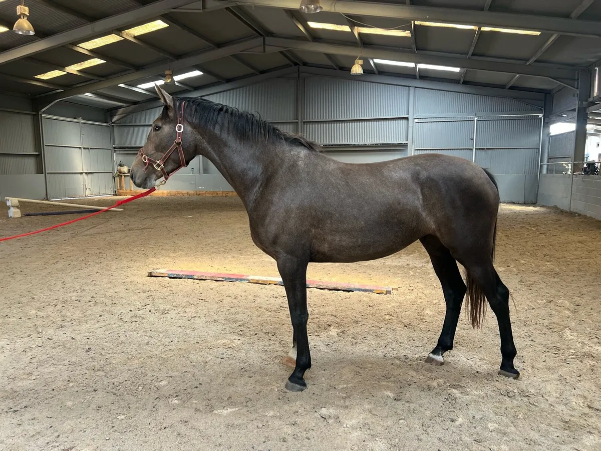 3 year old Numero cruise x Mermus R filly - Image 3