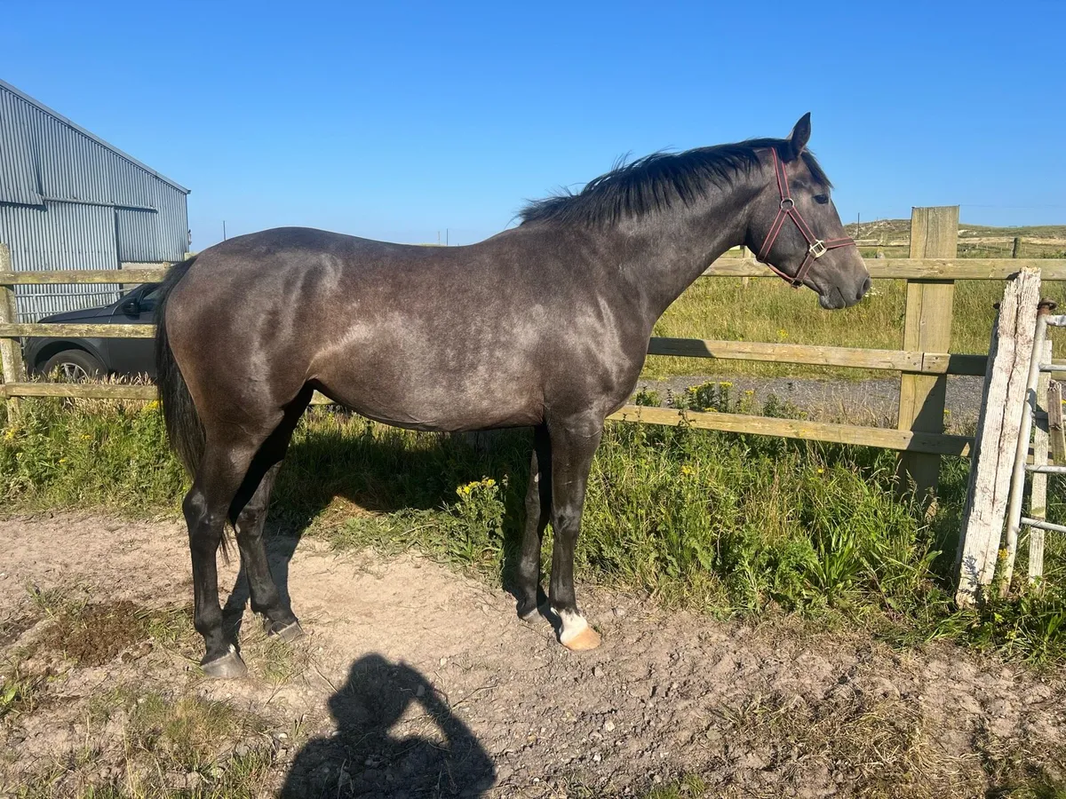 3 year old Numero cruise x Mermus R filly - Image 4