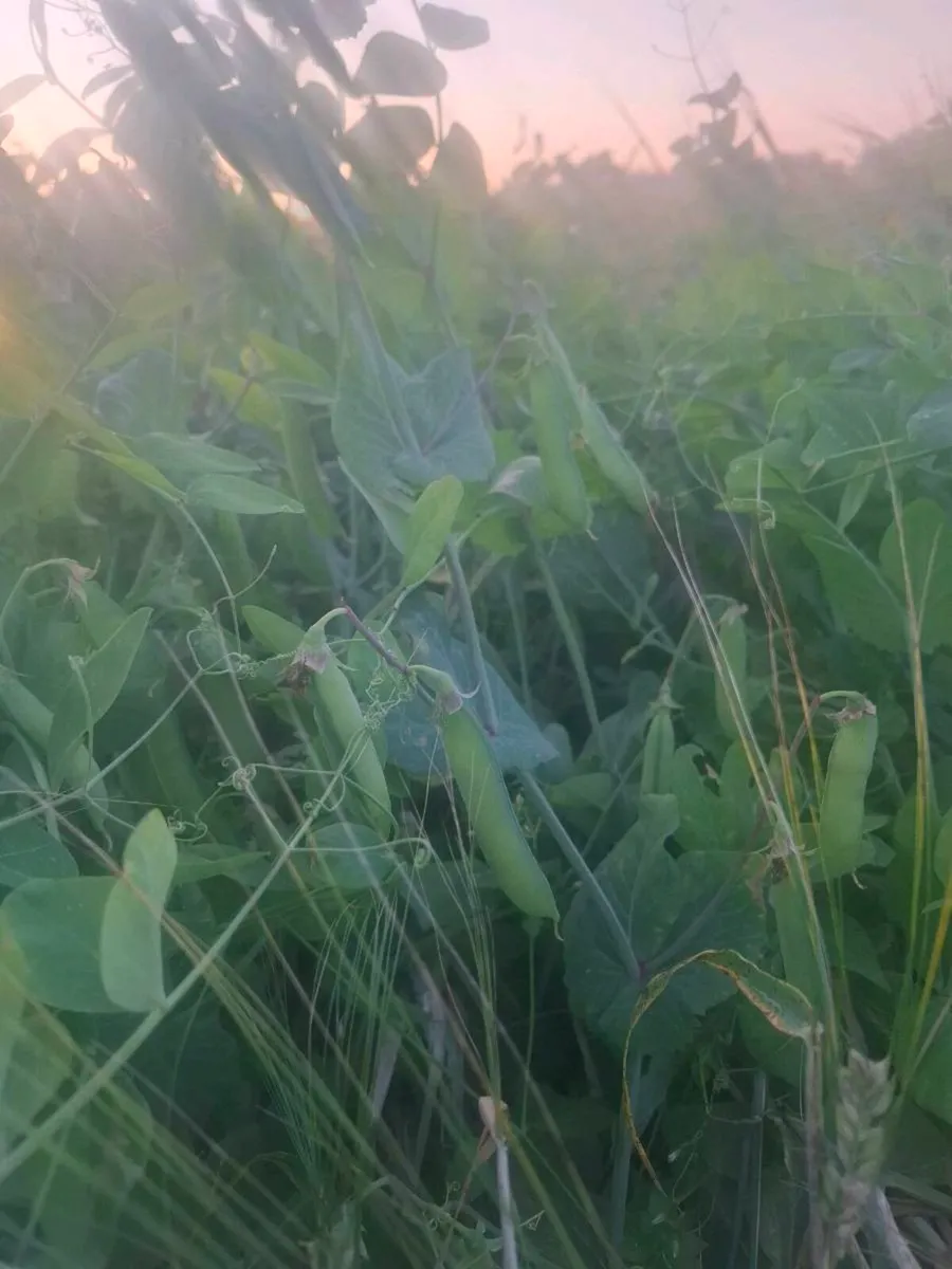 Whole crop - Image 3