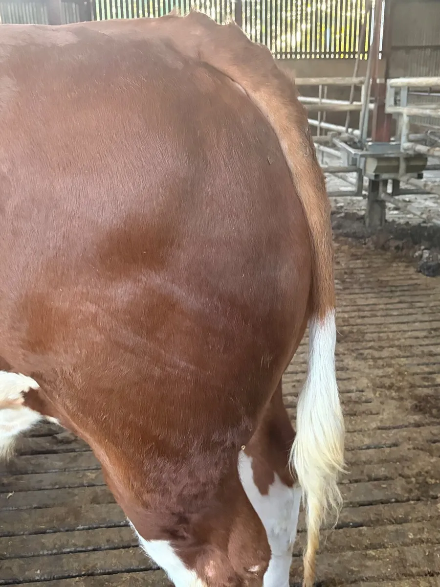 Sim Bull - Image 2