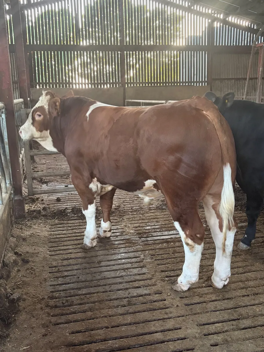 Sim Bull - Image 1