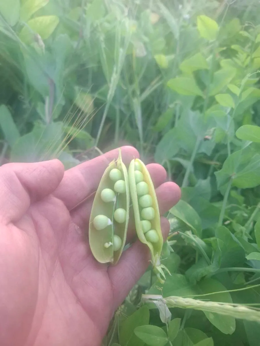 Whole crop - Image 1
