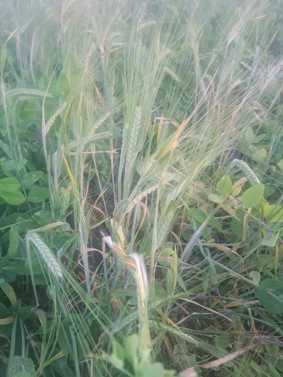 Whole crop - Image 4