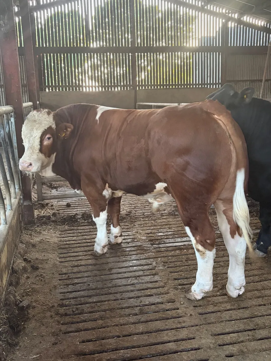 Sim Bull - Image 3