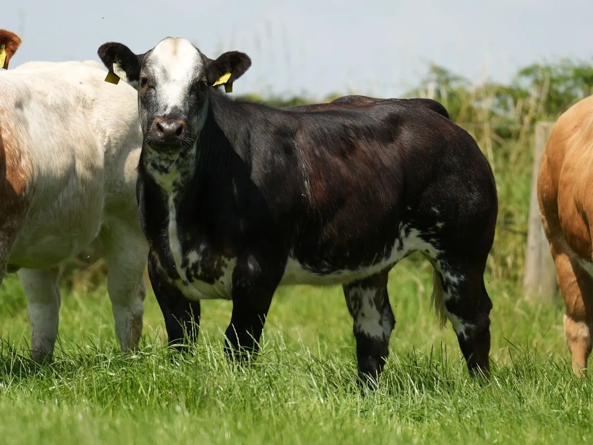 6 Exceptional Heifers for Balla Mart Lot 886 - 891 - Image 3