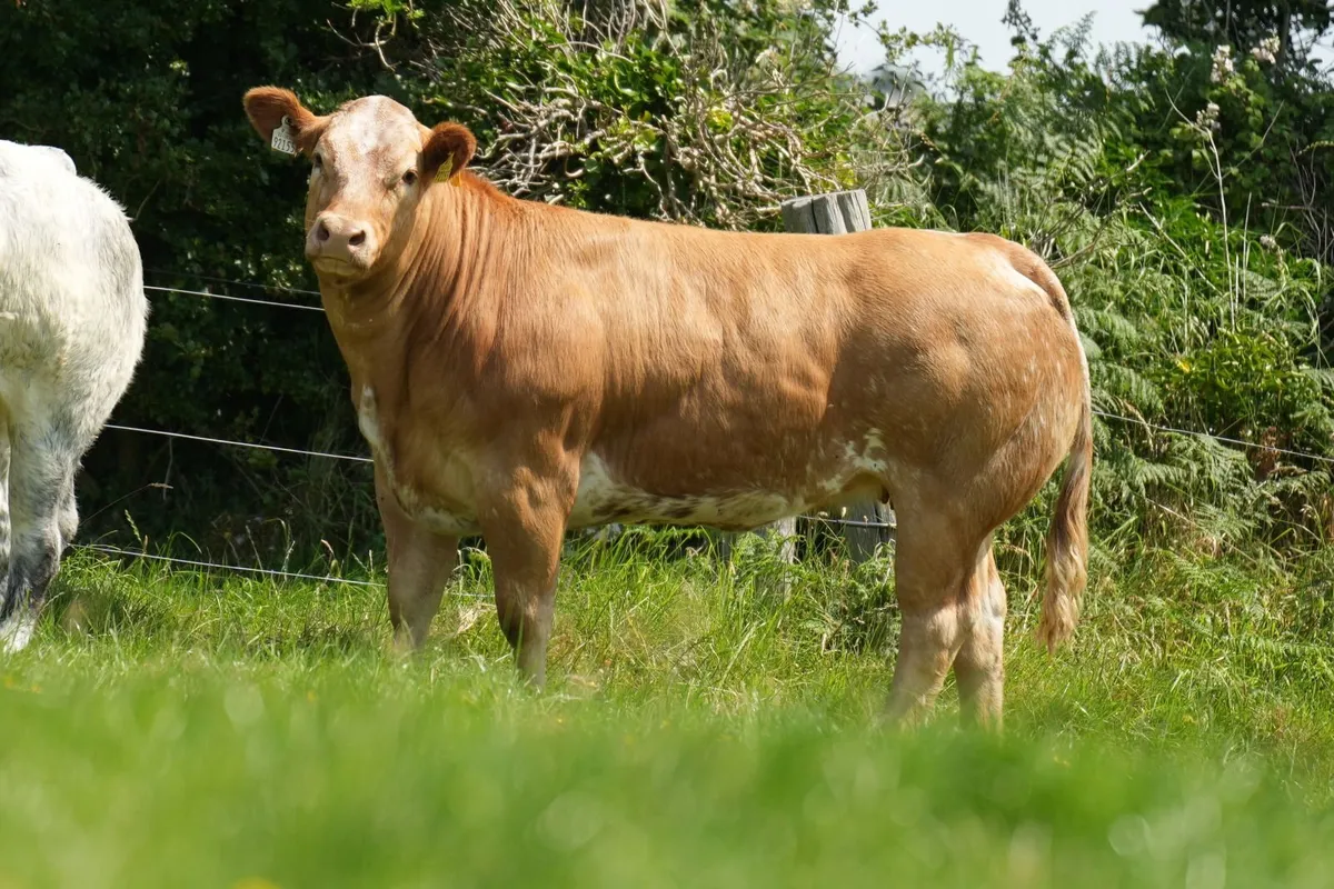 6 Exceptional Heifers for Balla Mart Lot 886 - 891 - Image 4