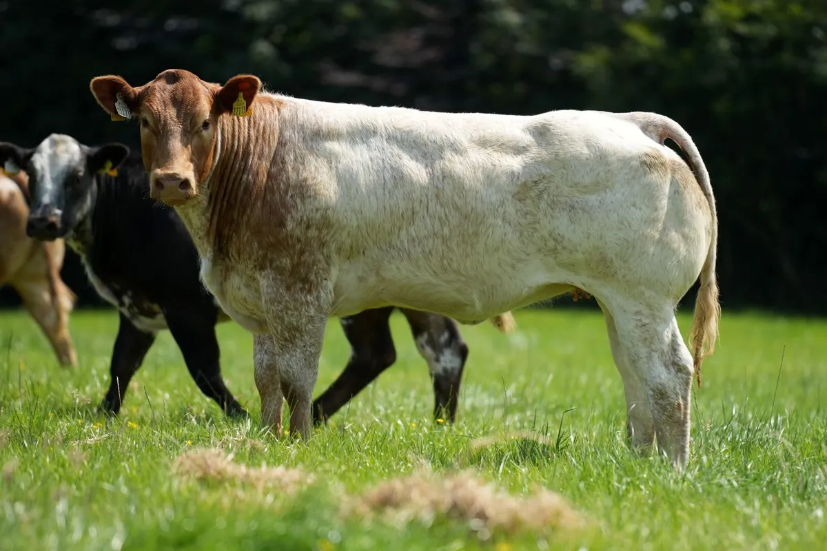 6 Exceptional Heifers for Balla Mart Lot 886 - 891 - Image 1