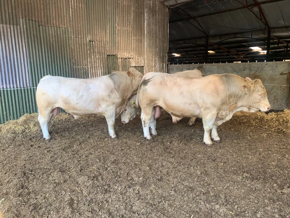 Charolais bulls for sale - Image 2