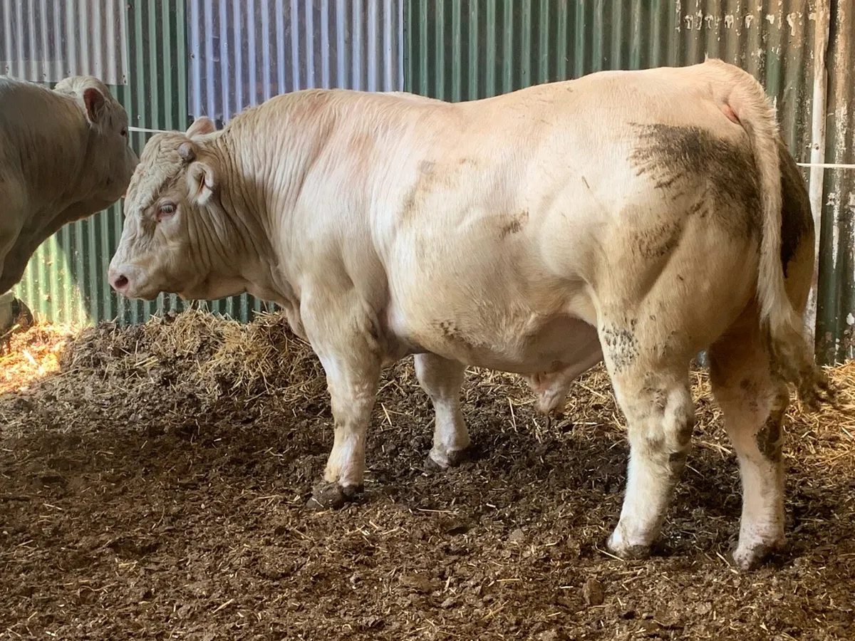 Charolais bulls for sale - Image 3