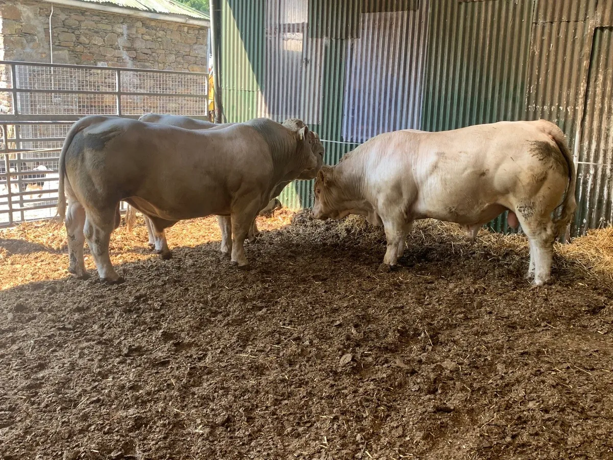 Charolais bulls for sale - Image 4