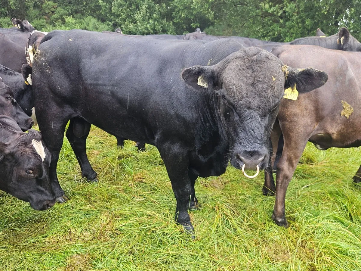 Bull - Image 1