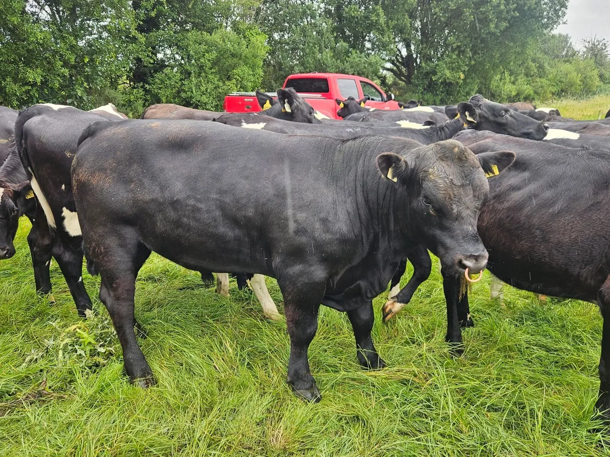 Bull - Image 2