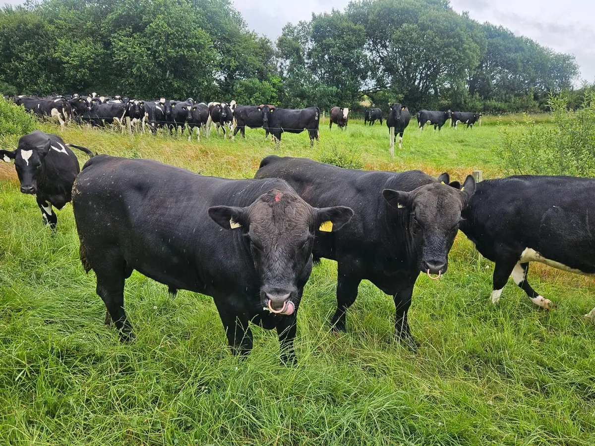 Bull - Image 4