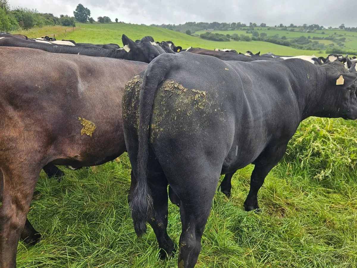 Bull - Image 3