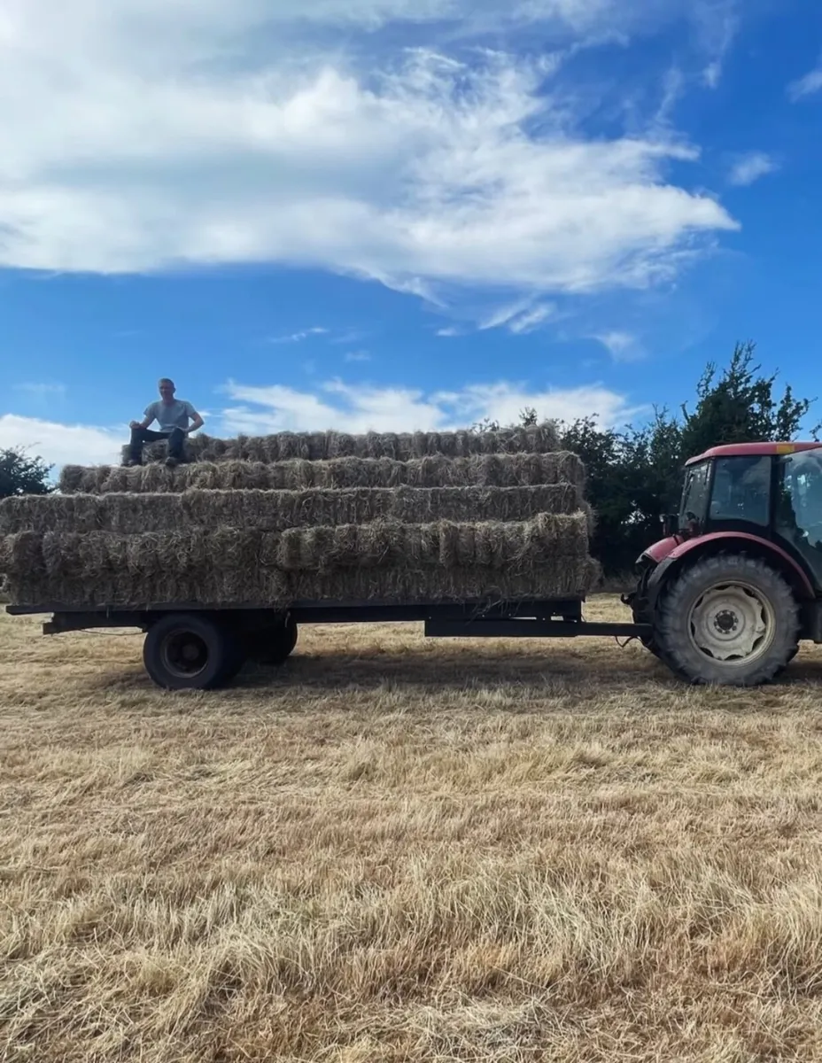 Hay - Image 1