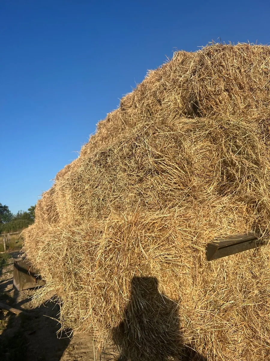 Hay - Image 3