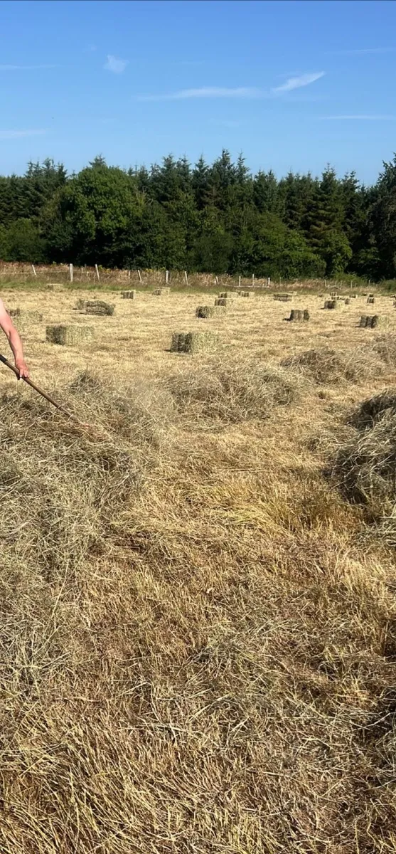 Hay - Image 2