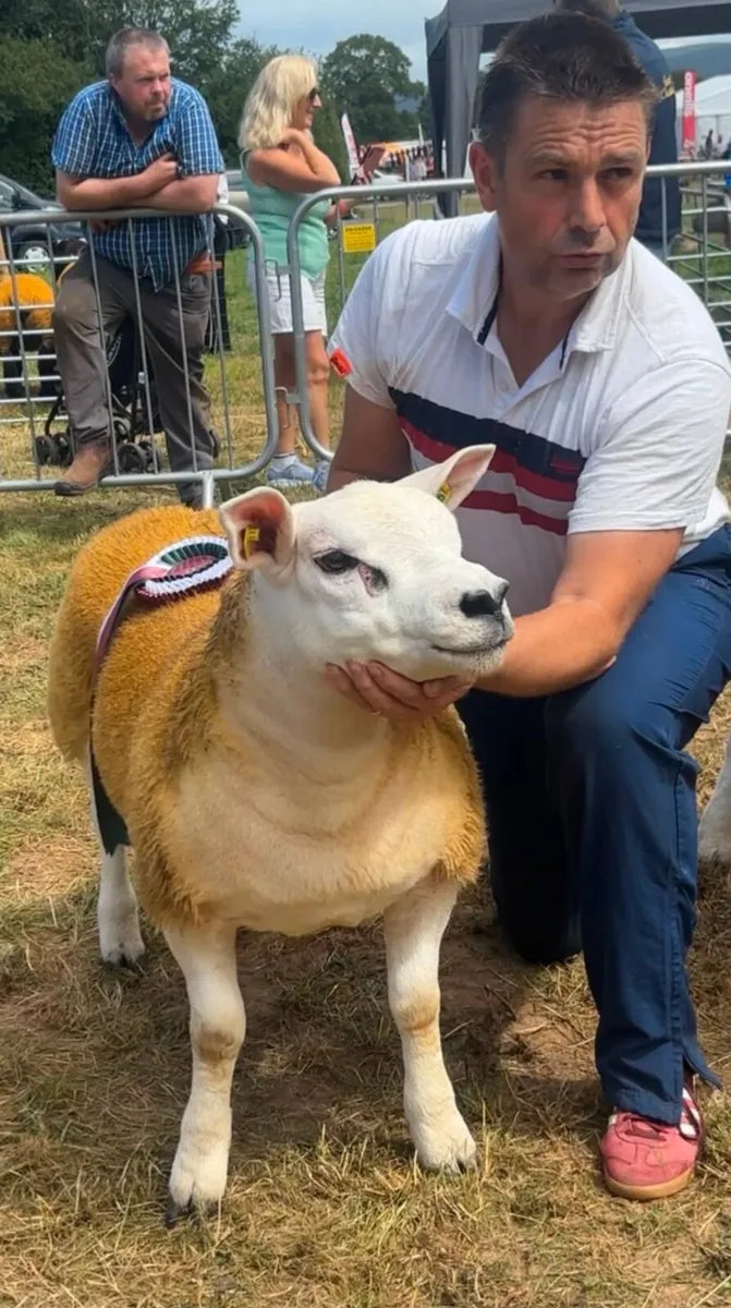 PBR Texel Ram Lambs. - Image 1