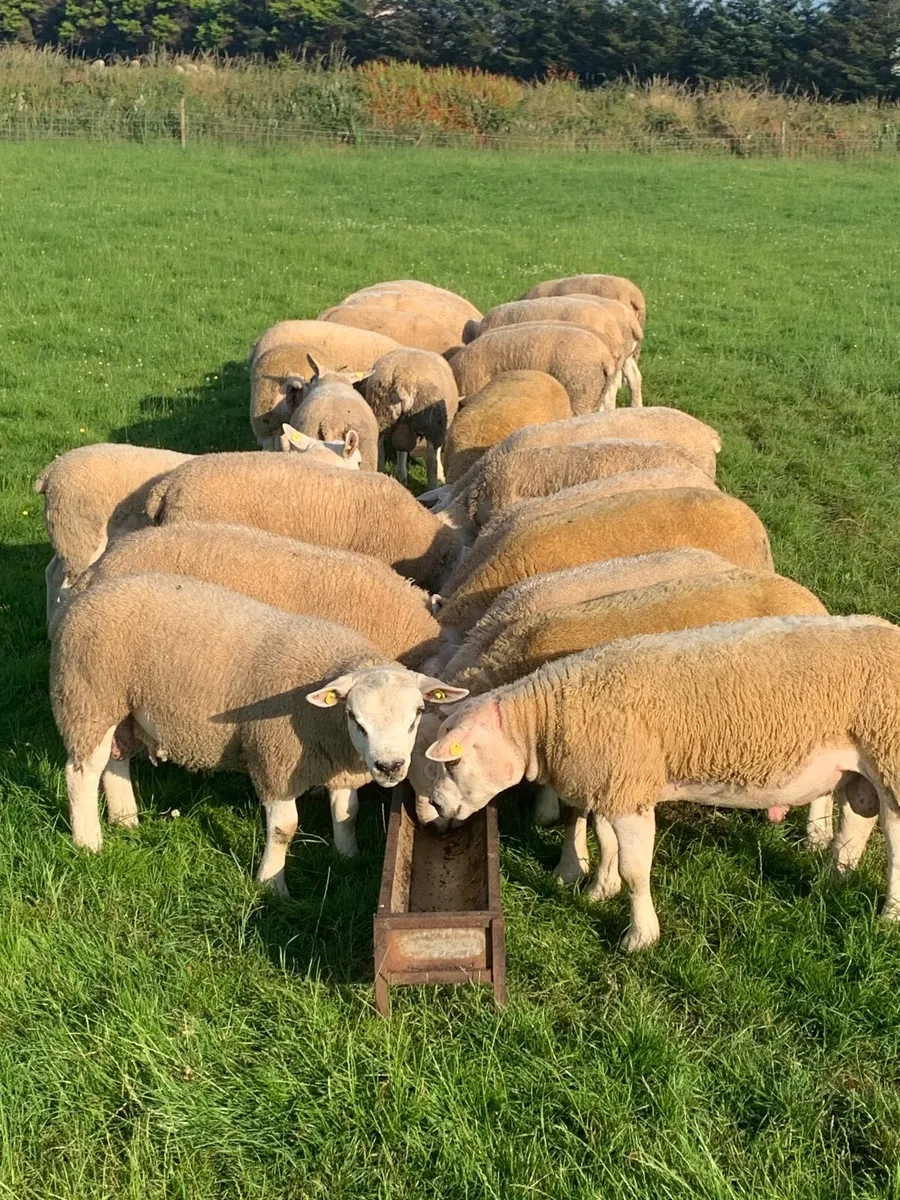 PBR Texel Ram Lambs. - Image 2
