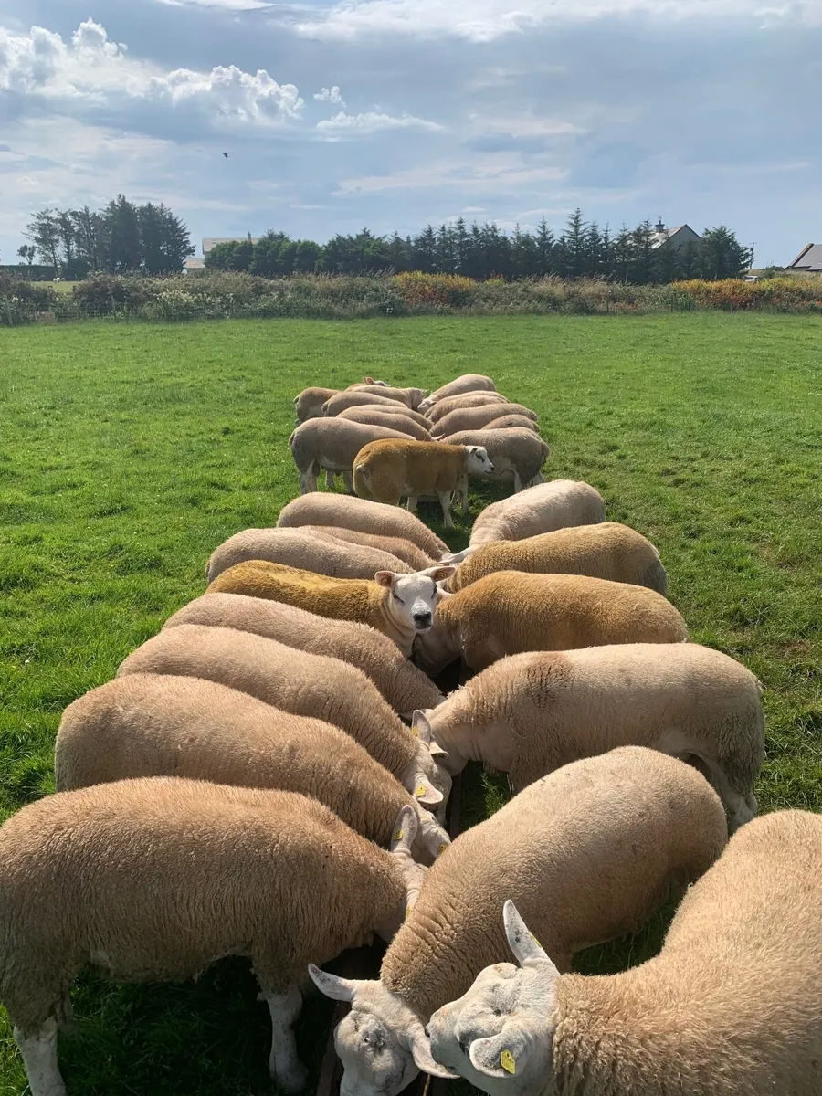 PBR Texel Ram Lambs. - Image 3
