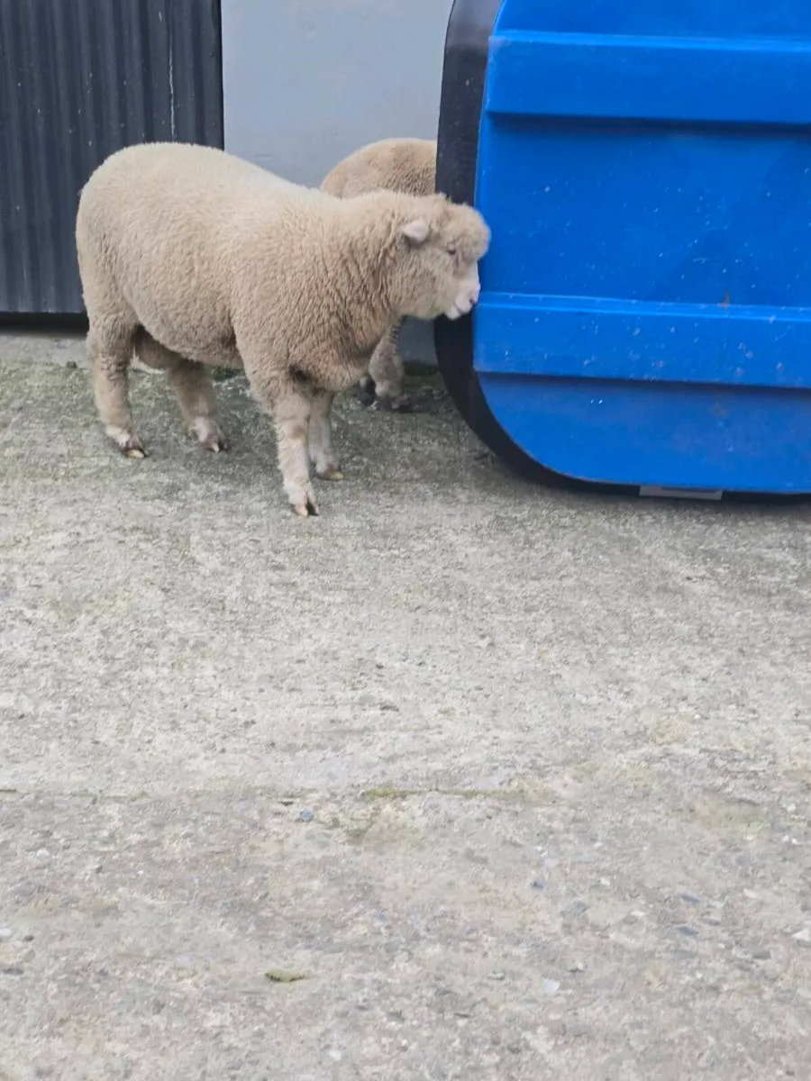 PB Dorset Tups - Image 2