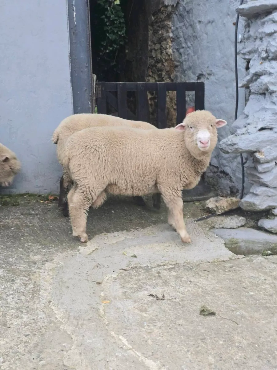 PB Dorset Tups - Image 1