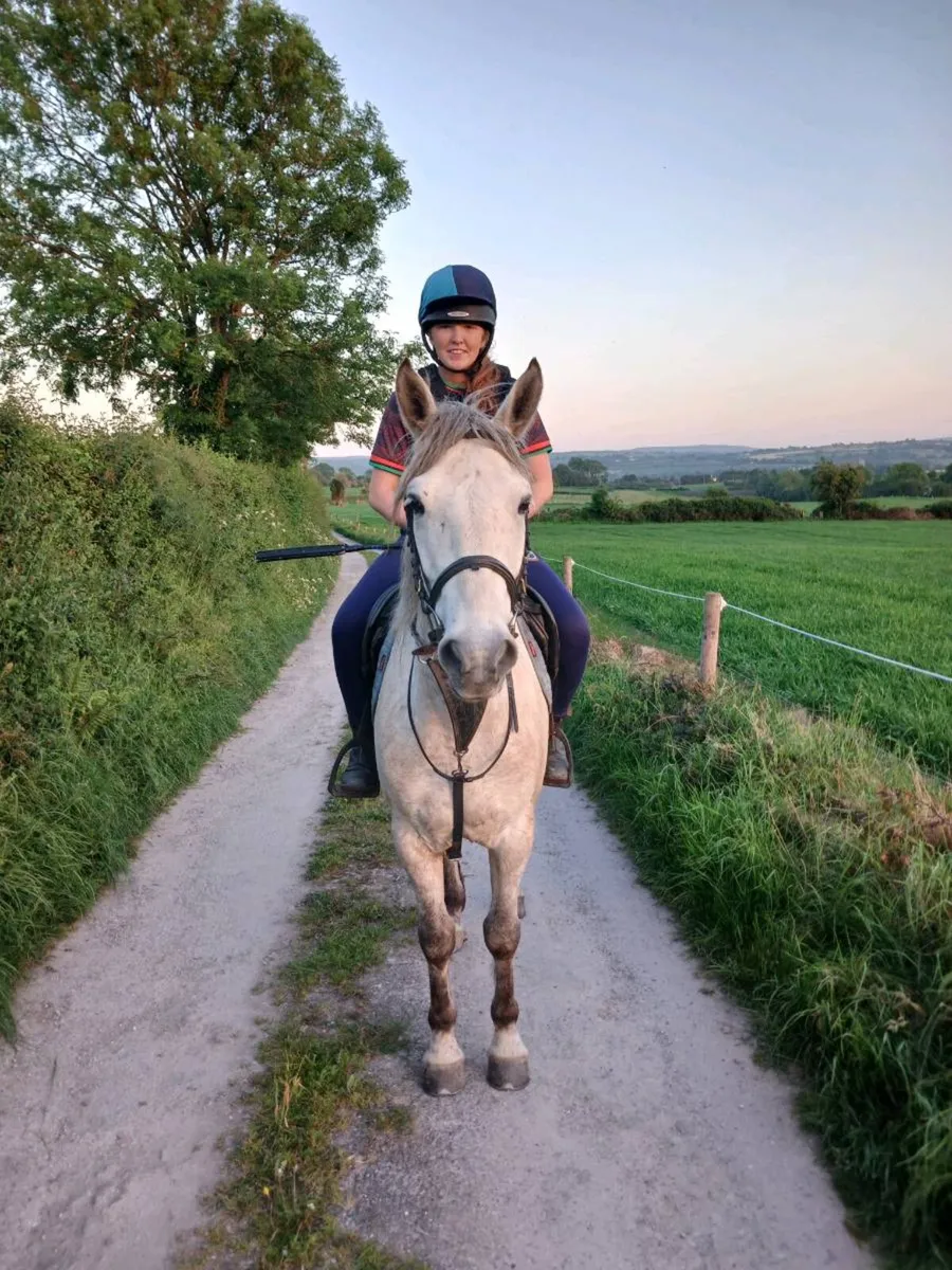 Jumping Pony 14.2 - Image 2