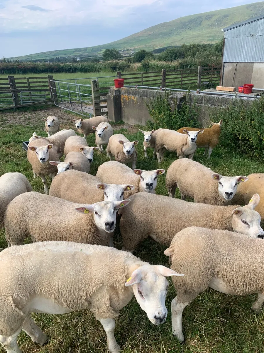 PBR Texel Ewe Lambs. - Image 2