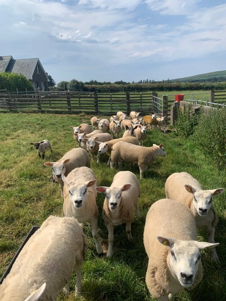 PBR Texel Ewe Lambs. - Image 3