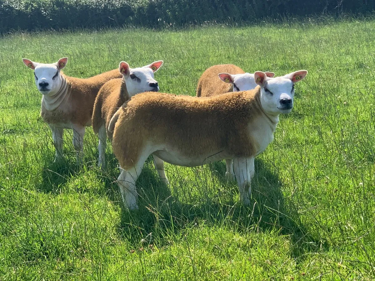 PBR Texel Ewe Lambs. - Image 1