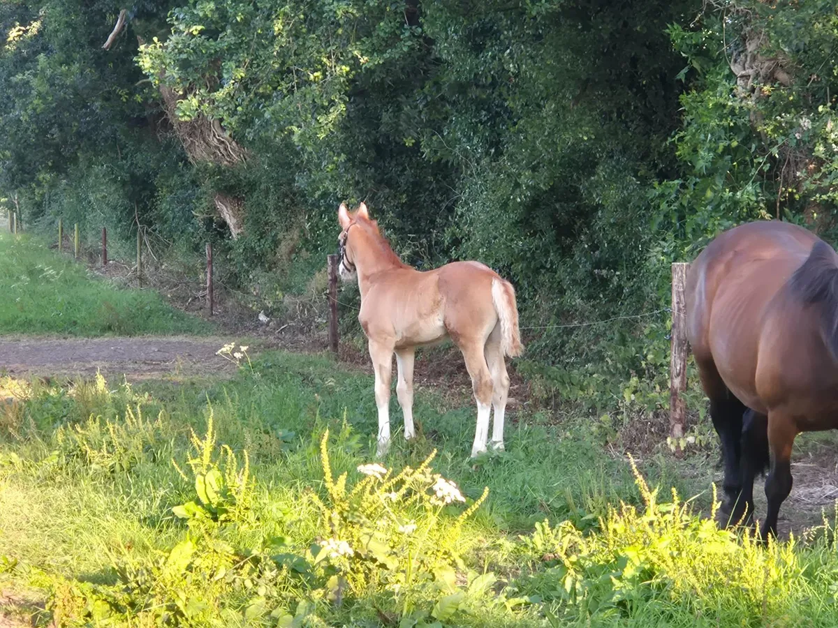 Irish Draught colt foal - Image 2