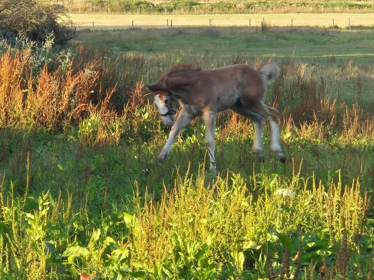 Irish Draught colt foal - Image 3