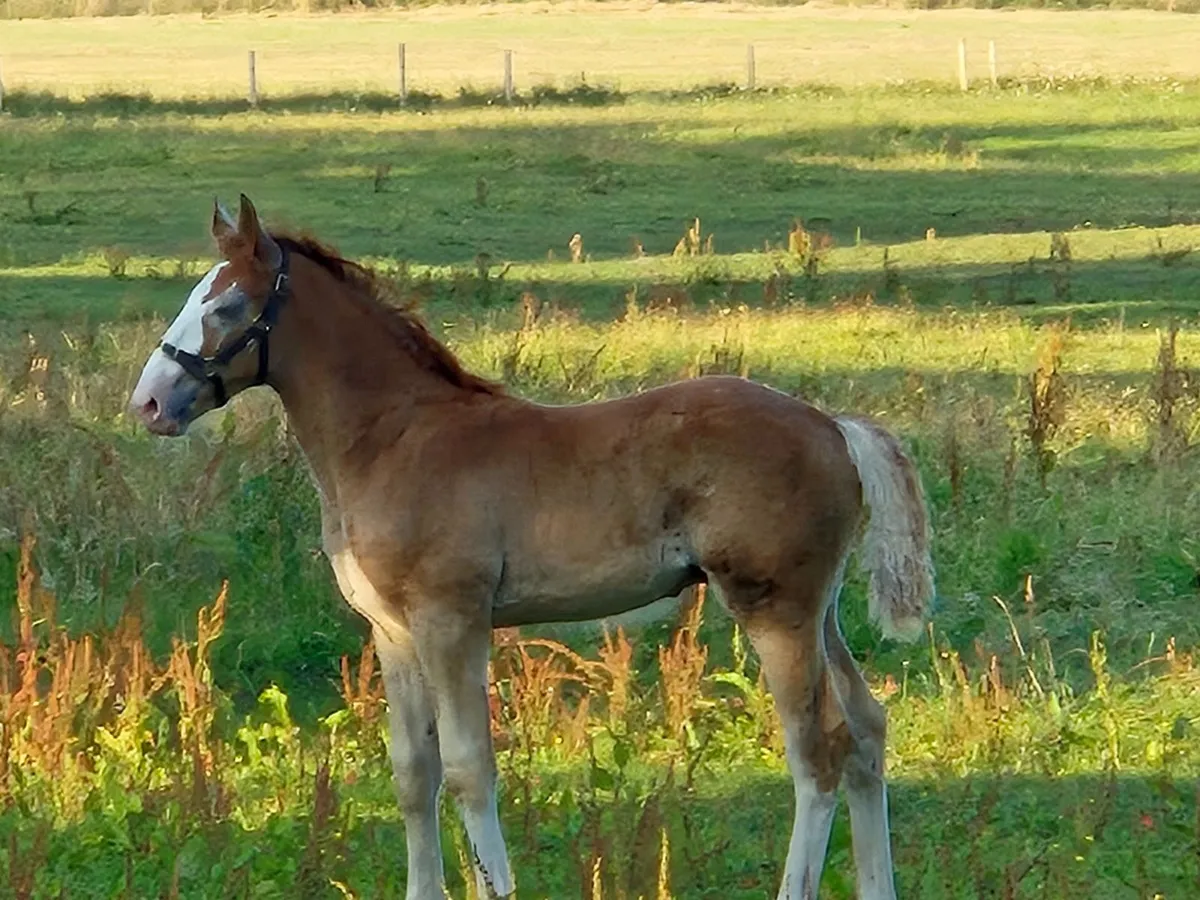 Irish Draught colt foal - Image 1