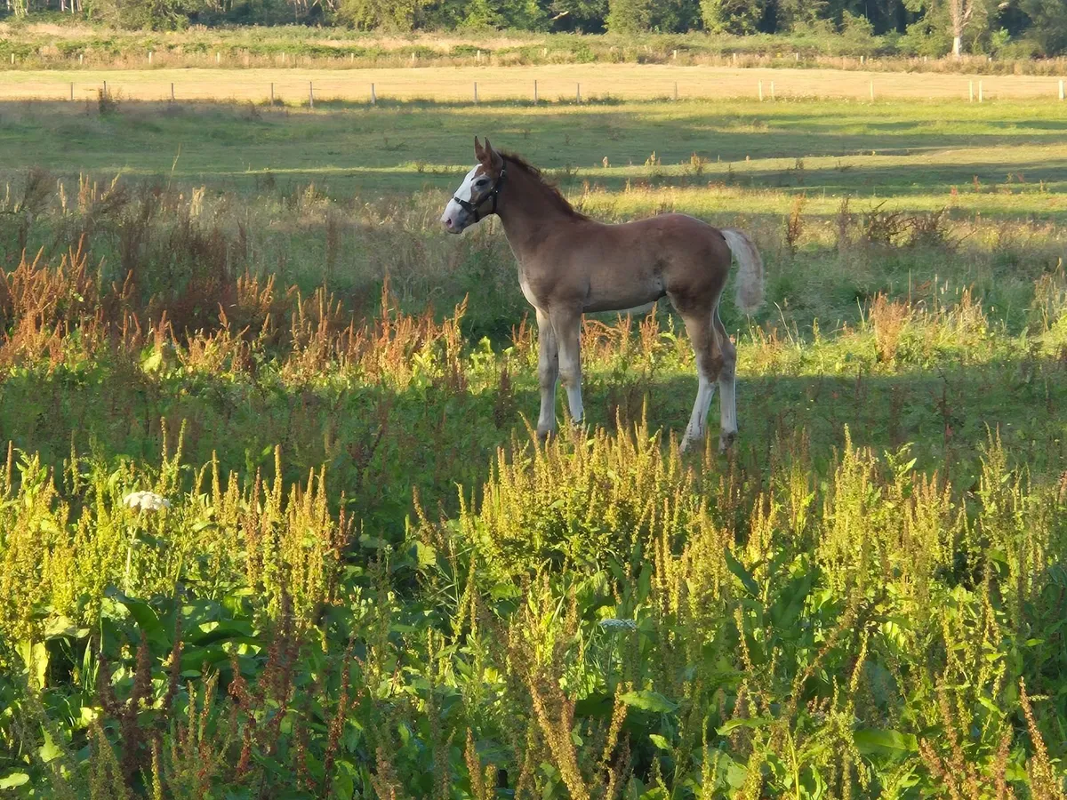 Irish Draught colt foal - Image 4