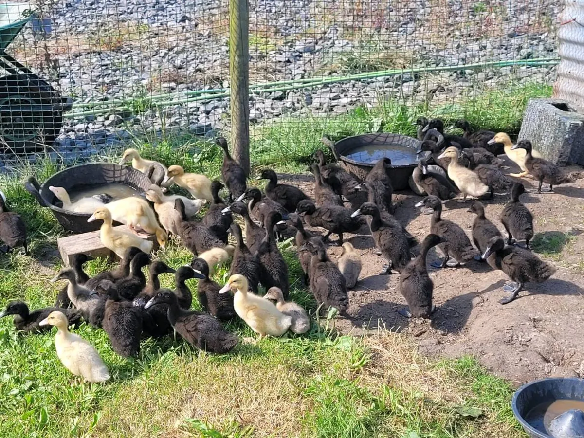 Cayuga Ducks - FEMALE - Image 3