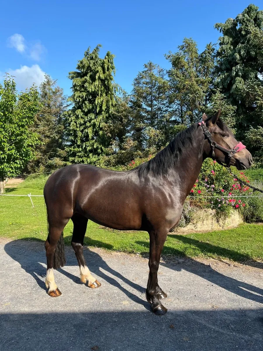 Connemara pony with class 1 breeding - Image 1