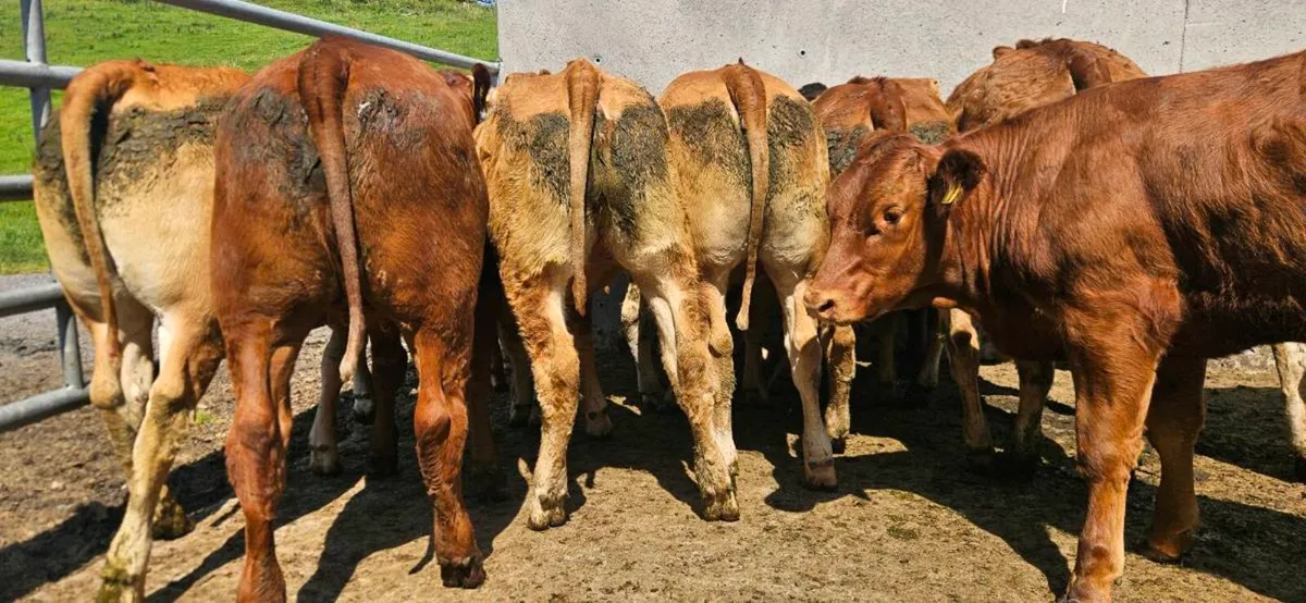 12 Super U Grade Limousin Heifers. - Image 3