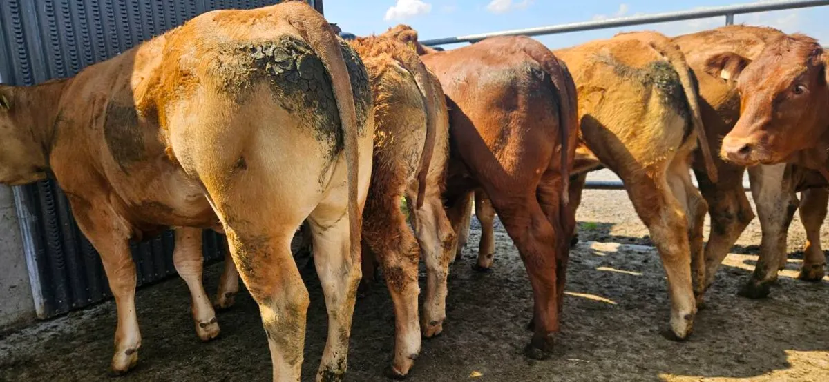 12 Super U Grade Limousin Heifers. - Image 1