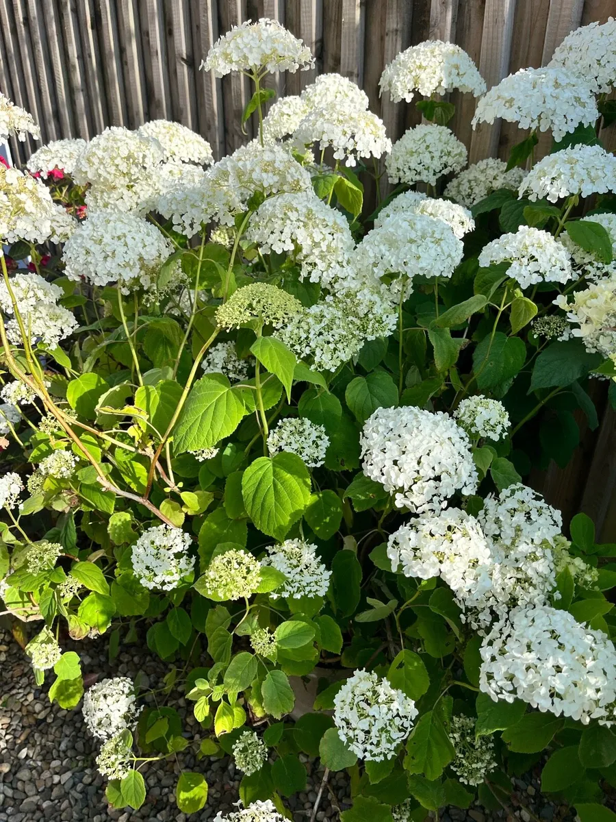 Need replanting asap - Image 2