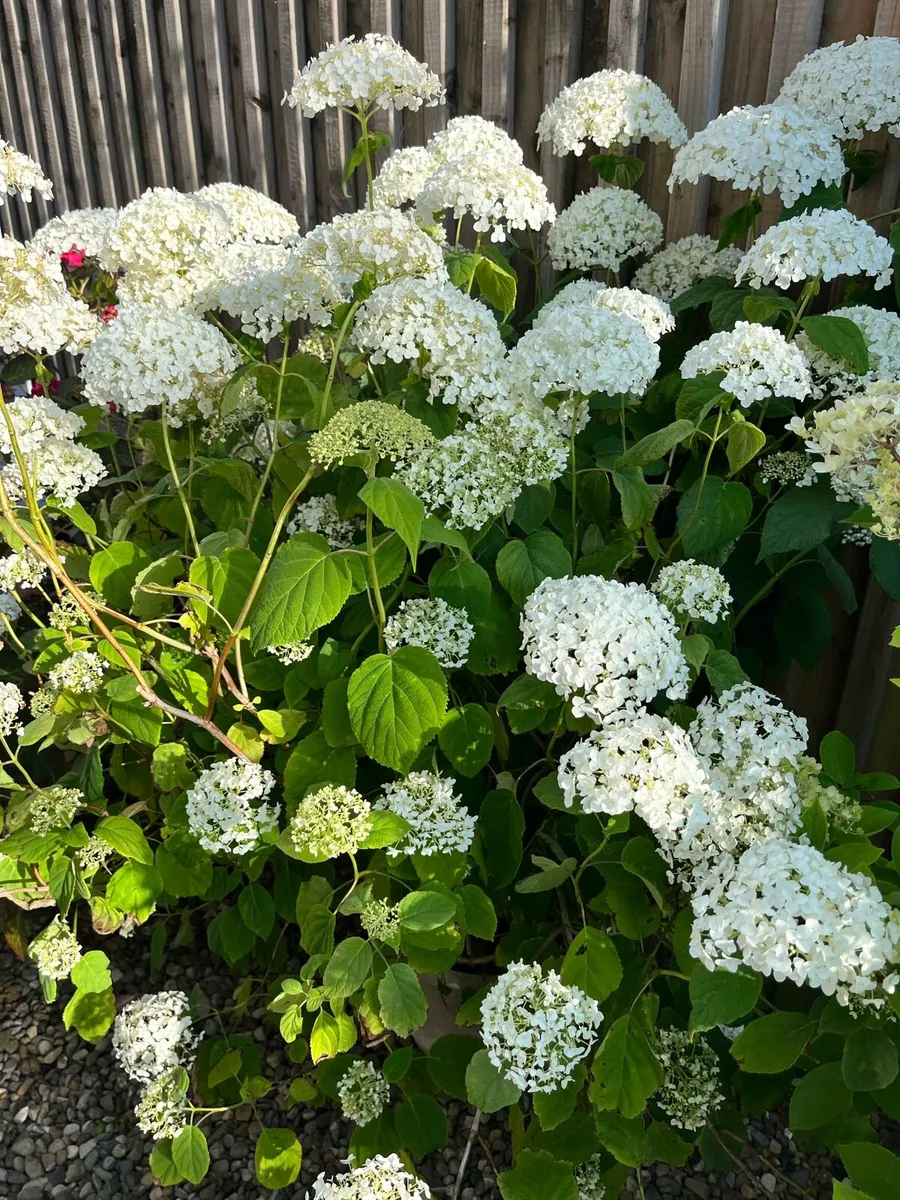 Need replanting asap - Image 3